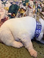 Thatcher, a male Great Pyrenees for sale in Huntsville, IL – 10 of 10