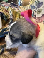 Maggie-Grace, a female Great Pyrenees for sale in Huntsville, IL – 2 of 7