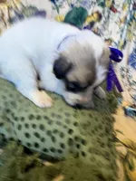 Jane, a female Great Pyrenees for sale in Huntsville, IL – 9 of 9