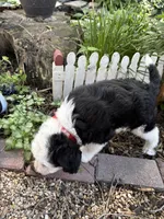 Dash, a male Miniature Aussiedoodle for sale in Huntsville, IL – 3 of 8