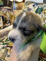 Yates, a male Great Pyrenees for sale in Huntsville, IL – 3 of 8