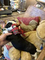 Granger , a male Miniature Aussiedoodle for sale in Huntsville, IL – 8 of 10