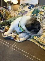 Theo, a male Great Pyrenees for sale in Huntsville, IL – 3 of 8