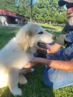 Jett, a male Great Pyrenees for sale in Huntsville, IL – 5 of 5