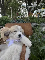 Ansley, a female Great Pyrenees for sale in Huntsville, IL – 2 of 7