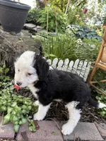 Dash, a male Miniature Aussiedoodle for sale in Huntsville, IL – 7 of 8
