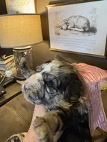 Lilly-Belle, a female Miniature Aussiedoodle for sale in Huntsville, IL – 2 of 10