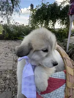 Ansley, a female Great Pyrenees for sale in Huntsville, IL – 6 of 7
