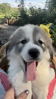 Trace, a male Great Pyrenees for sale in Huntsville, IL – 5 of 7