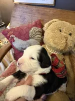 Granger , a male Miniature Aussiedoodle for sale in Huntsville, IL – 5 of 10