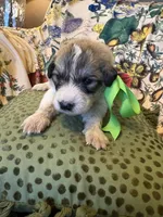 Yates, a male Great Pyrenees for sale in Huntsville, IL – 7 of 8