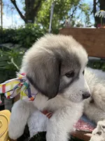 Wilson, a male Great Pyrenees for sale in Huntsville, IL – 8 of 10
