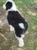 Oliver, a male Miniature Aussiedoodle for sale in Huntsville, IL – 4 of 6