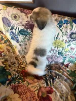 Jinx, a male Great Pyrenees for sale in Huntsville, IL – 6 of 8