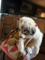 Jinx, a male Great Pyrenees for sale in Huntsville, IL – 8 of 8