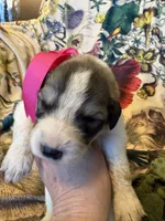 Maggie-Grace, a female Great Pyrenees for sale in Huntsville, IL – 7 of 7