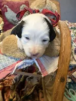 Granger , a male Miniature Aussiedoodle for sale in Huntsville, IL – 2 of 10