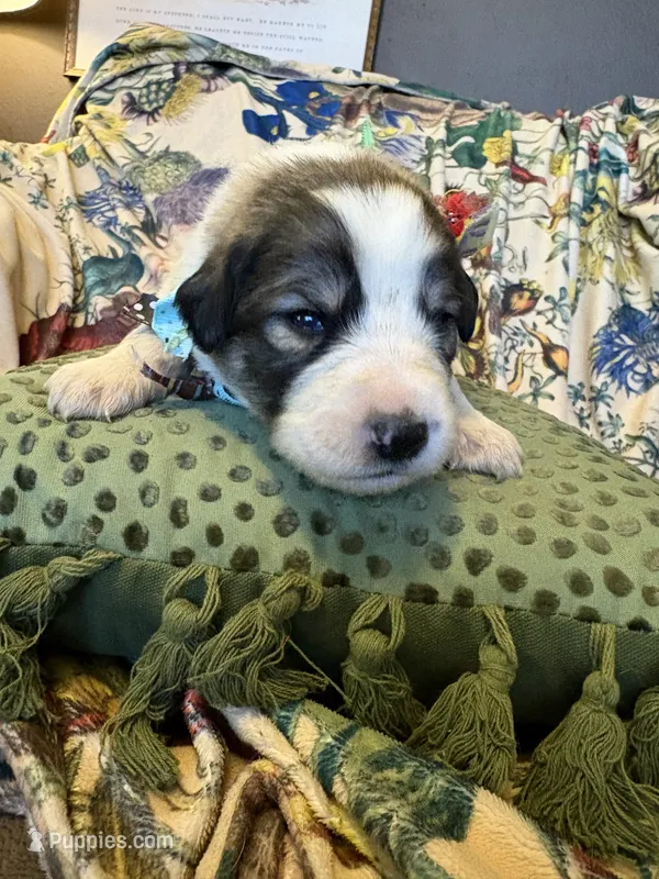 Theo – Great Pyrenees puppy for sale in Huntsville, IL