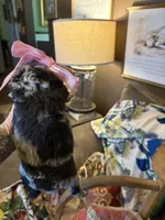 Lilly-Belle, a female Miniature Aussiedoodle for sale in Huntsville, IL – 7 of 10