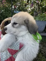 Jax, a male Great Pyrenees for sale in Huntsville, IL – 3 of 5