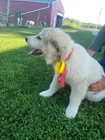 Gus, a male Great Pyrenees for sale in Huntsville, IL – 3 of 5
