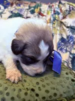 Thatcher, a male Great Pyrenees for sale in Huntsville, IL – 5 of 10