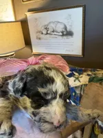 Lilly-Belle, a female Miniature Aussiedoodle for sale in Huntsville, IL – 3 of 10