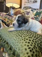 Asher, a male Great Pyrenees for sale in Huntsville, IL – 9 of 9