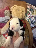 Granger , a male Miniature Aussiedoodle for sale in Huntsville, IL – 4 of 10