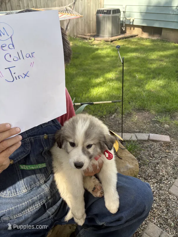 Jinx – Great Pyrenees puppy for sale in Huntsville, IL