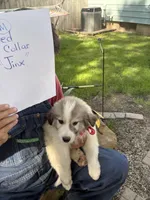 Jinx, a male Great Pyrenees for sale in Huntsville, IL – 1 of 8