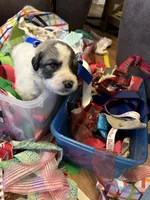 Thatcher, a male Great Pyrenees for sale in Huntsville, IL – 6 of 10