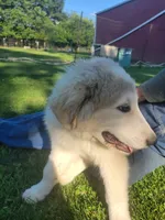 Jinx, a male Great Pyrenees for sale in Huntsville, IL – 2 of 6