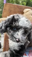 Maggie Grace, a female Miniature Aussiedoodle for sale in Huntsville, IL – 3 of 8