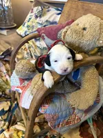 Granger , a male Miniature Aussiedoodle for sale in Huntsville, IL – 7 of 10