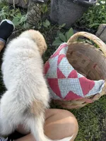 Jax, a male Great Pyrenees for sale in Huntsville, IL – 4 of 5