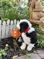Dash, a male Miniature Aussiedoodle for sale in Huntsville, IL – 6 of 8