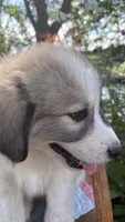 Trace, a male Great Pyrenees for sale in Huntsville, IL – 4 of 7