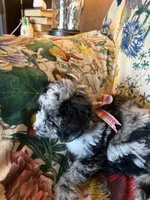 Maggie Grace, a female Miniature Aussiedoodle for sale in Huntsville, IL – 8 of 8