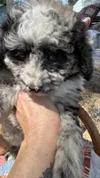 Maggie Grace, a female Miniature Aussiedoodle for sale in Huntsville, IL – 4 of 8