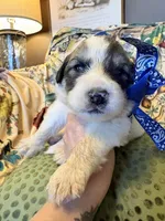 Thatcher, a male Great Pyrenees for sale in Huntsville, IL – 4 of 10