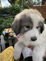 Wilson, a male Great Pyrenees for sale in Huntsville, IL – 4 of 10
