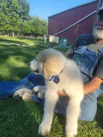 Jett, a male Great Pyrenees for sale in Huntsville, IL – 2 of 5