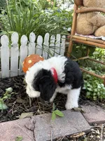 Dash, a male Miniature Aussiedoodle for sale in Huntsville, IL – 8 of 8
