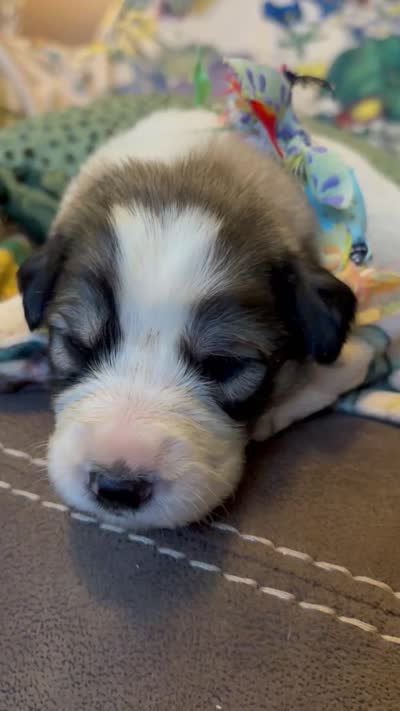 Theo, a male Great Pyrenees for sale in Huntsville, IL – 2 of 8