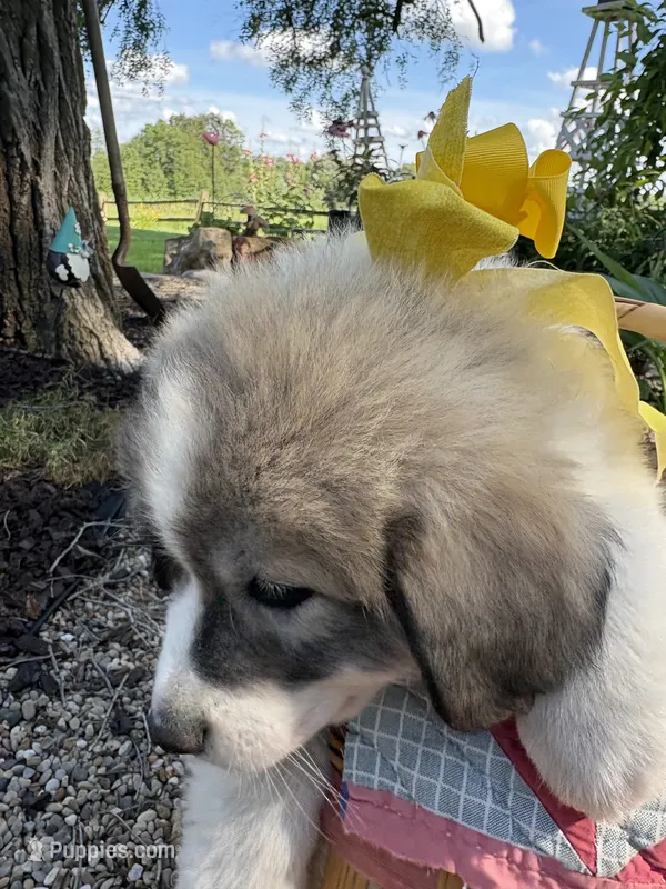 Trace – Great Pyrenees puppy for sale in Huntsville, IL