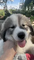 Trace, a male Great Pyrenees for sale in Huntsville, IL – 2 of 7