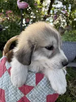 Jax, a male Great Pyrenees for sale in Huntsville, IL – 5 of 5