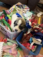 Thatcher, a male Great Pyrenees for sale in Huntsville, IL – 7 of 10