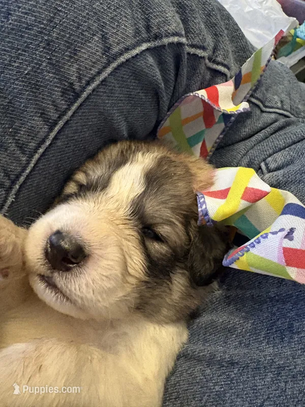 Jinx – Great Pyrenees puppy for sale in Huntsville, IL